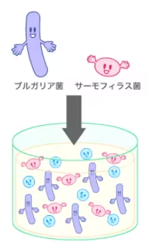 【出典】明治_ブルガリア菌とサーモフィラス菌